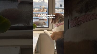 Mabel is one of nearly 4,000 beagles who were rescued…