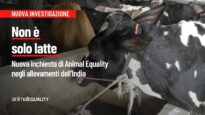 Non è solo latte: nuova inchiesta negli allevamenti dell’India