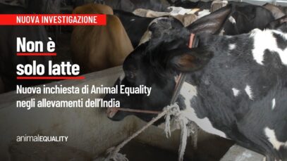 Non è solo latte: nuova inchiesta negli allevamenti dell’India