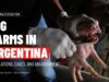 Pigs Confined, Castrated, Abandoned: Inside Argentina Factory Farms