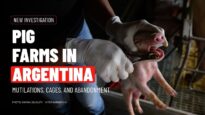 Pigs Confined, Castrated, Abandoned: Inside Argentina Factory Farms