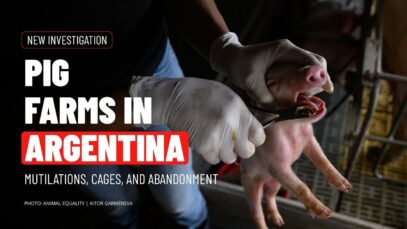Pigs Confined, Castrated, Abandoned: Inside Argentina Factory Farms