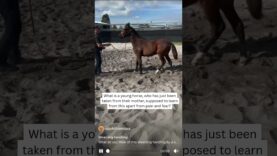 Racehorse weanling hit in the face being “trained” in WA  #horseracingkills #nuptothecup