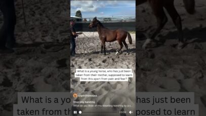 Racehorse weanling hit in the face being “trained” in WA  #horseracingkills #nuptothecup