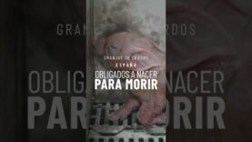 TEASER 1: GRANJAS DE CERDOS