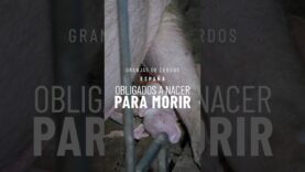 TEASER 2: GRANJAS DE CERDOS