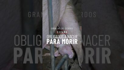 TEASER 2: GRANJAS DE CERDOS