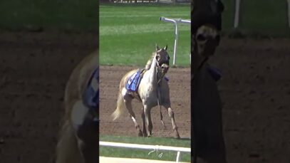 This Year of the Horse, vow to never attend, bet on, or watch any horse races while horses die.