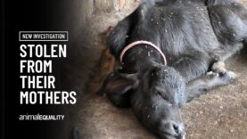 Undercover footage exposes animal cruelty on dairy farms