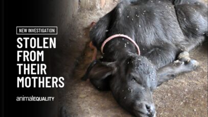 Undercover footage exposes animal cruelty on dairy farms