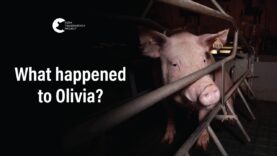 What Happened To Olivia? | DOCUMENTARY TRAILER
