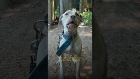 A Thirsty Dog Finally Gets Water