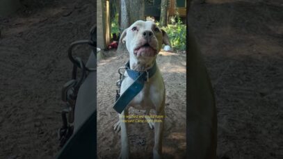 A Thirsty Dog Finally Gets Water