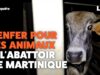 Abattoir de Martinique : les images exclusives