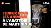 Abattoir de Martinique : les images exclusives