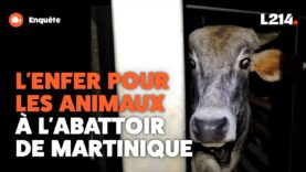 Abattoir de Martinique : les images exclusives