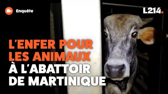 Abattoir de Martinique : les images exclusives