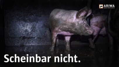 Alles Bio – alles gut?