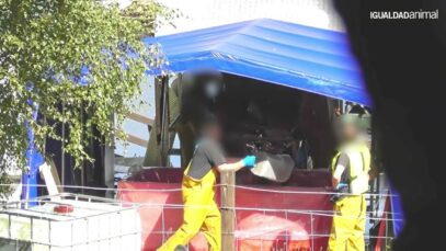 ASFIXIADAS Y APALEADAS: NUEVA INVESTIGACIÓN DE IGUALDAD ANIMAL