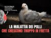 La malattia dei polli che crescono troppo in fretta | con Eva Rigonat, veterinaria ISDE