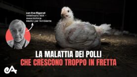 La malattia dei polli che crescono troppo in fretta | con Eva Rigonat, veterinaria ISDE