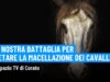Matteo Cupi parla della nostra battaglia in difesa dei cavalli