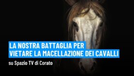 Matteo Cupi parla della nostra battaglia in difesa dei cavalli