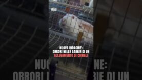 Nuova indagine: ORRORI nelle gabbie di un ALLEVAMENTO DI CONIGLI