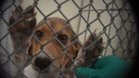 Podcast: Why animal testing fails – the case for non-animal research methods