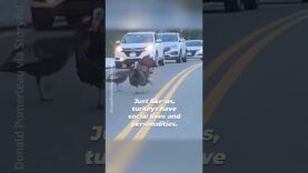 This Turkey Stopped Traffic for His Family