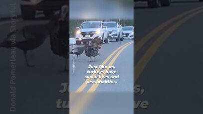 This Turkey Stopped Traffic for His Family