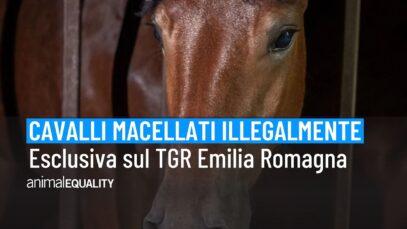 Cavalli macellati illegalmente nel macello Zerbini e Ragazzi: la nostra esclusiva in TV