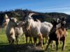 From Neglect to Sanctuary: PETA Prompts Goats’ Rescue from Squalid Dairy