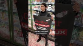 Immersion au cœur d’une action L214 dans un supermarché Carrefour !