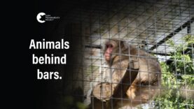 Inside Australia’s Zoos and Wildlife Parks