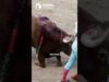 ¡NO A LA CRUELDAD EN ANDALUCÍA!