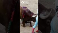 ¡NO A LA CRUELDAD EN ANDALUCÍA!