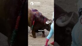 ¡NO A LA CRUELDAD EN ANDALUCÍA!