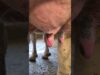 POV: You’re a cow on a dairy farm