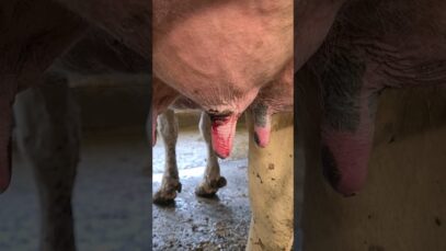 POV: You’re a cow on a dairy farm