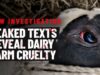 What leaked text messages revealed at a German dairy farm