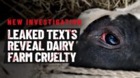 What leaked text messages revealed at a German dairy farm