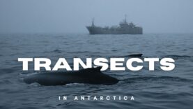 Why Are Whales Feeding Where Industry Operates?