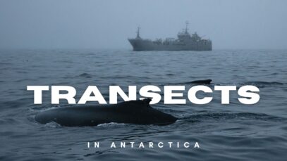 Why Are Whales Feeding Where Industry Operates?