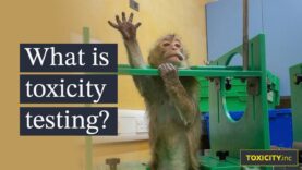 You were never meant to see this: Inside toxicity testing labs