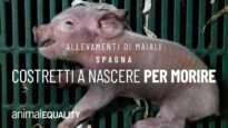 Allevamenti di maiali in Spagna: costretti a nascere per morire. Nuova investigazione.