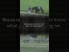 Deathwatch Report for horse racing. Because racing won’t tell you that #horseracingkills