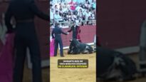 PACMA denuncia la agonía de un becerro durante más de tres minutos en una becerrada