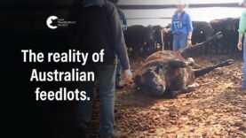 Undercover at a Feedlot Owned by Australian Country Choice | Opal Creek Feedlot