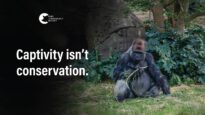 Animals kept in cages for ‘conservation’ | Melbourne Zoo